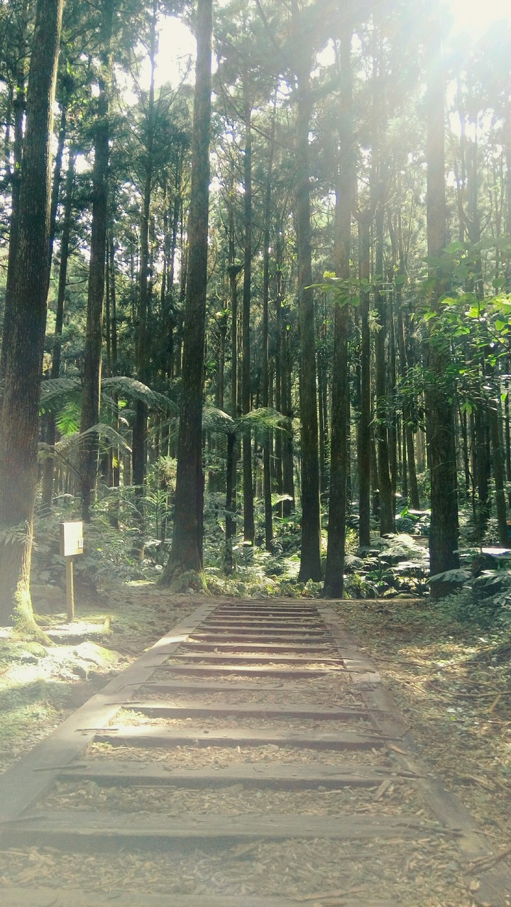 forest