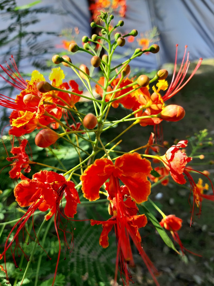 Red flower