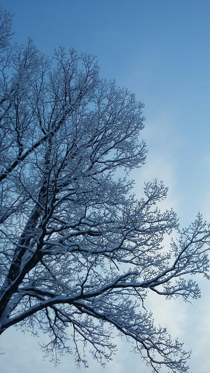 Winter tree