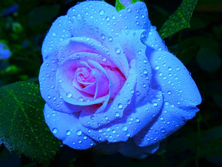 Rose