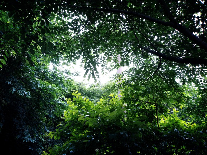 tree