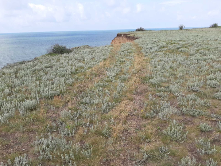 Odessa
