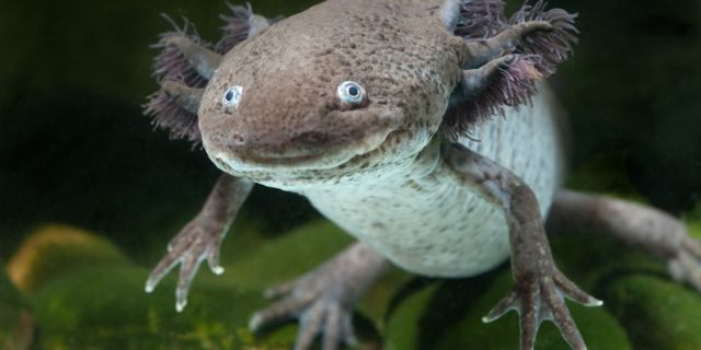 Axolotl, aka Mexican walking fish