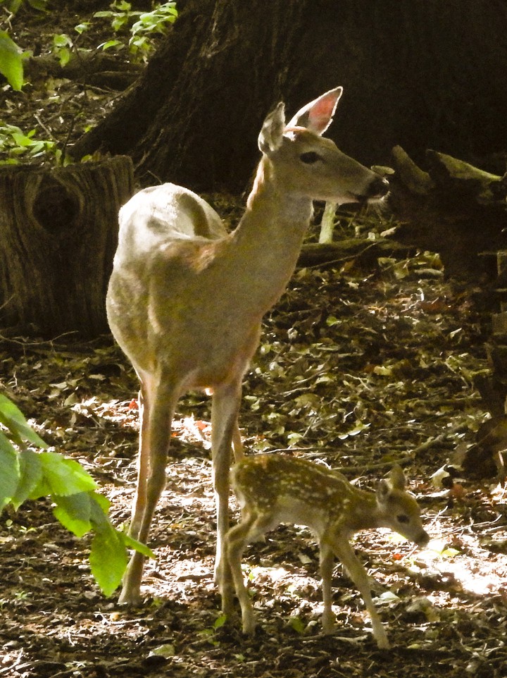Doe and fawn, just born!