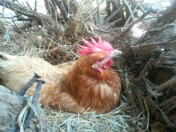 chicken