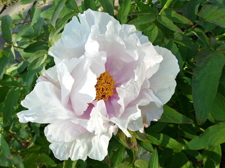 peonia