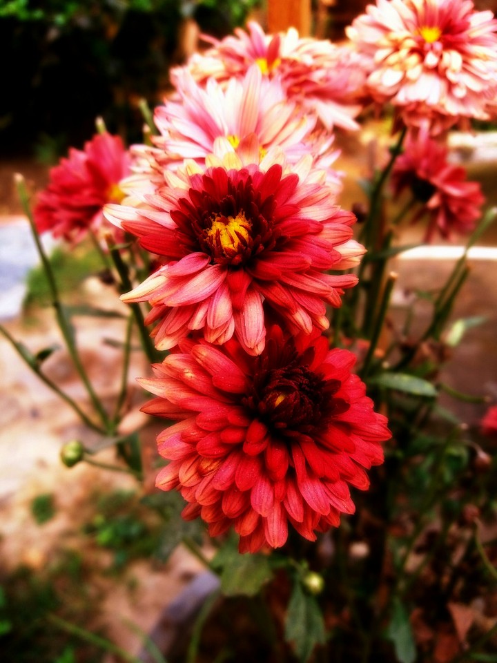 Flower