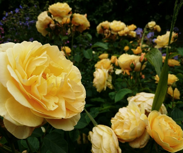 Yellow Roses