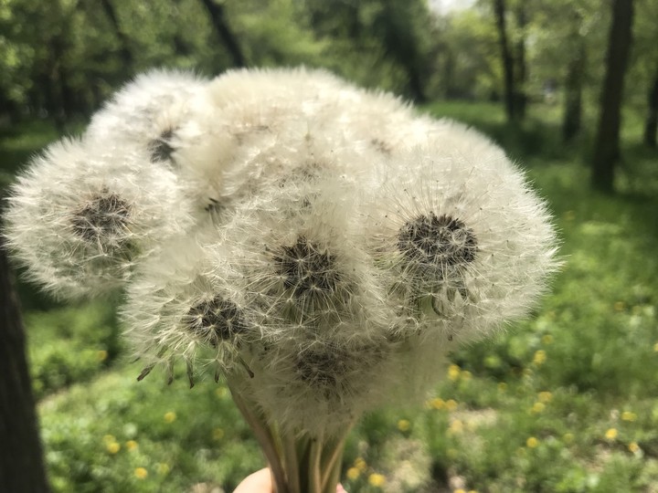 spring