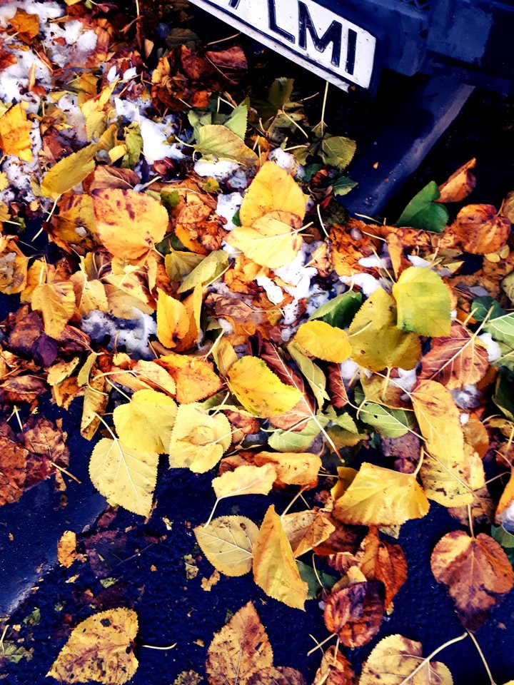 leaves in snow
