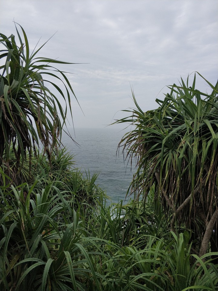 jungle beach