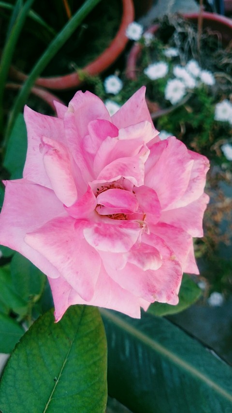 roze of love