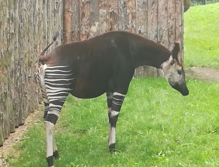 Okapi