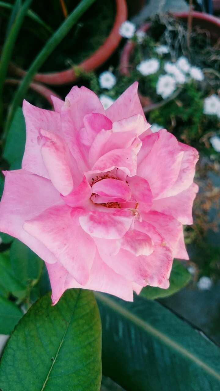 roze of love