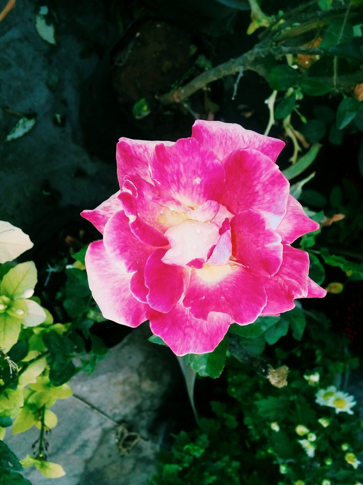 Beauty