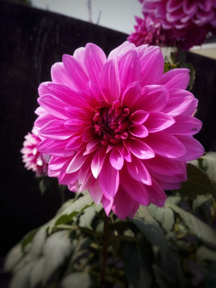#flower#nature's beauty
