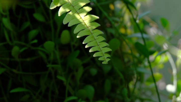 leaves