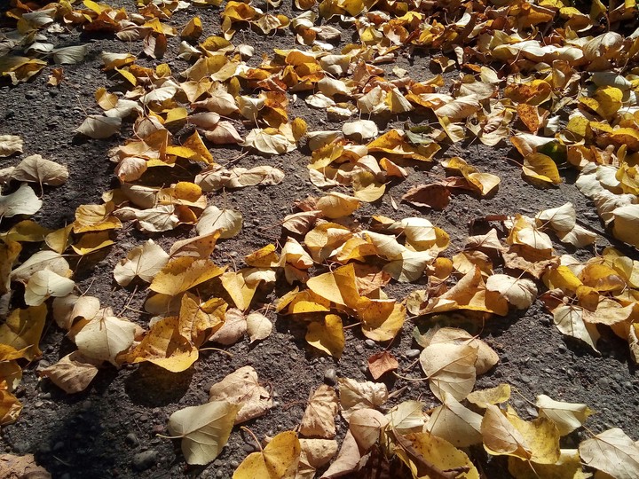 gold on the ground