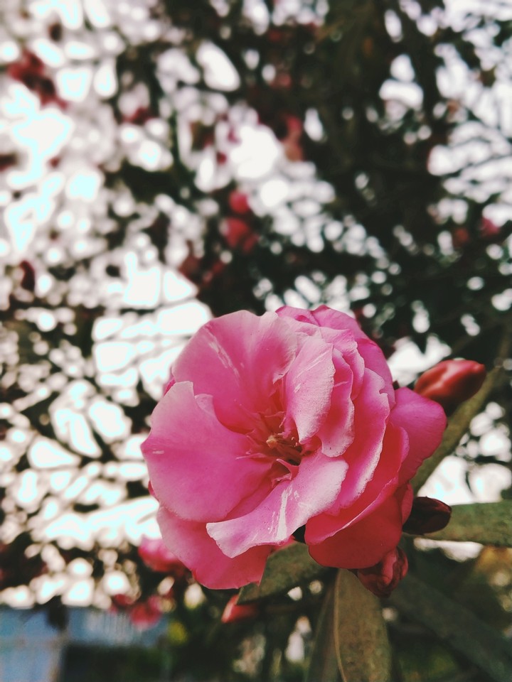 pink beauty