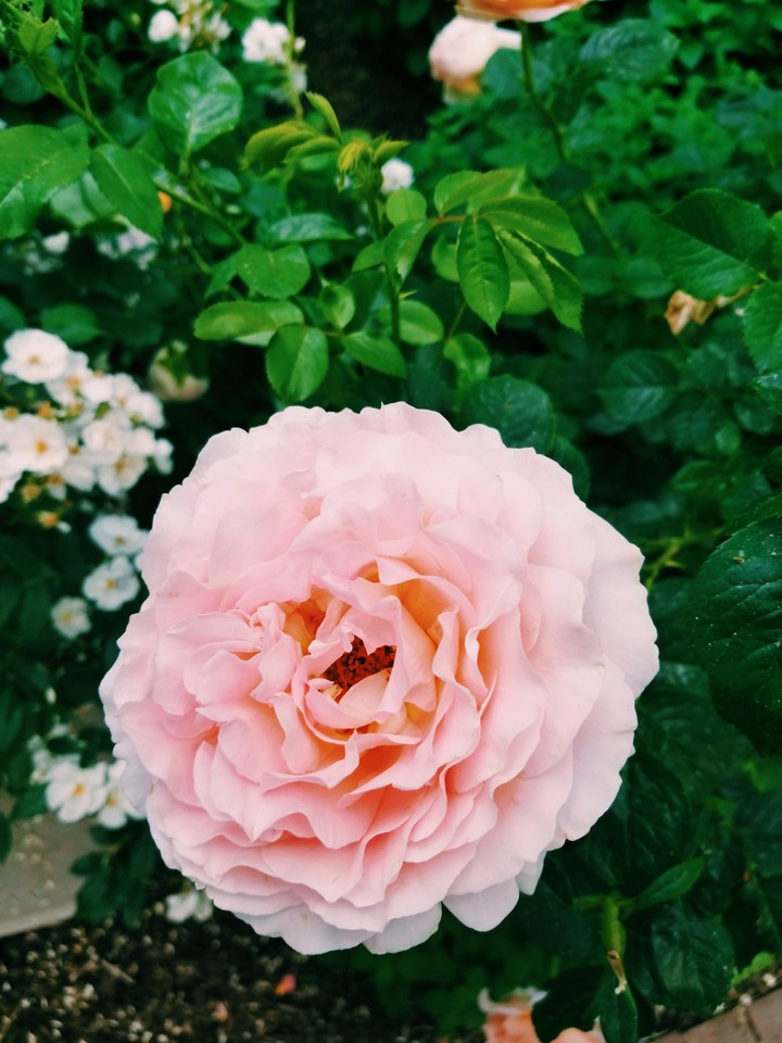 Beauty