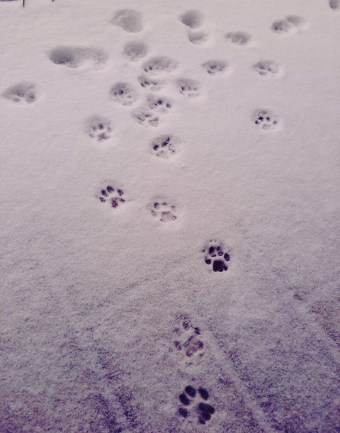Paw