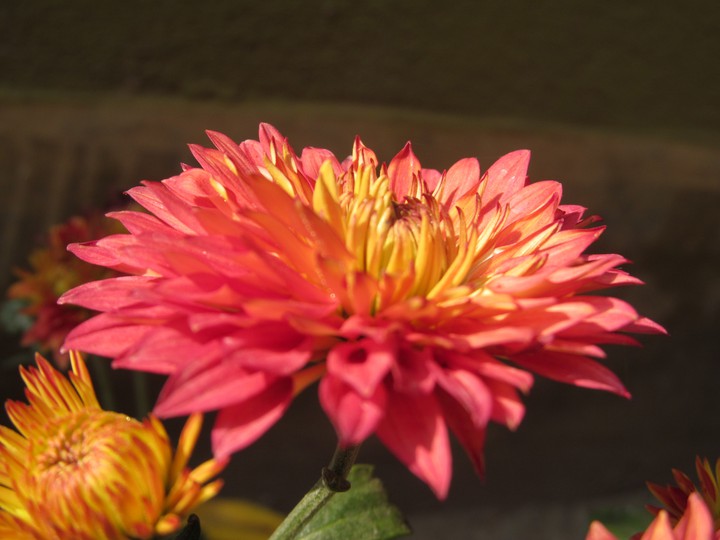 f flower