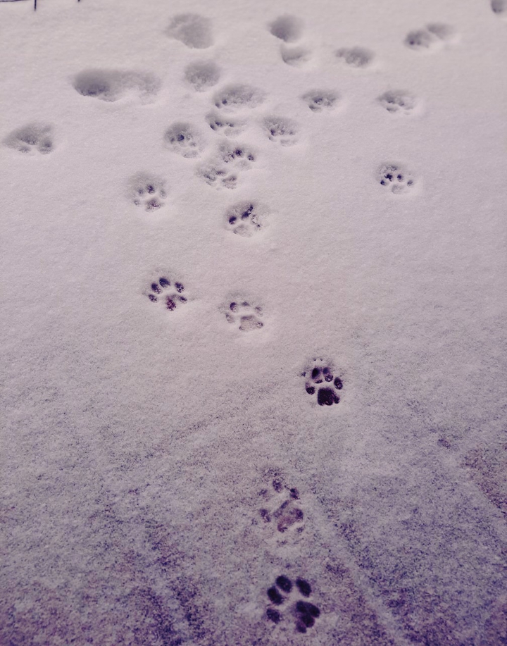 Paw
