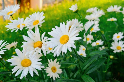 flowers