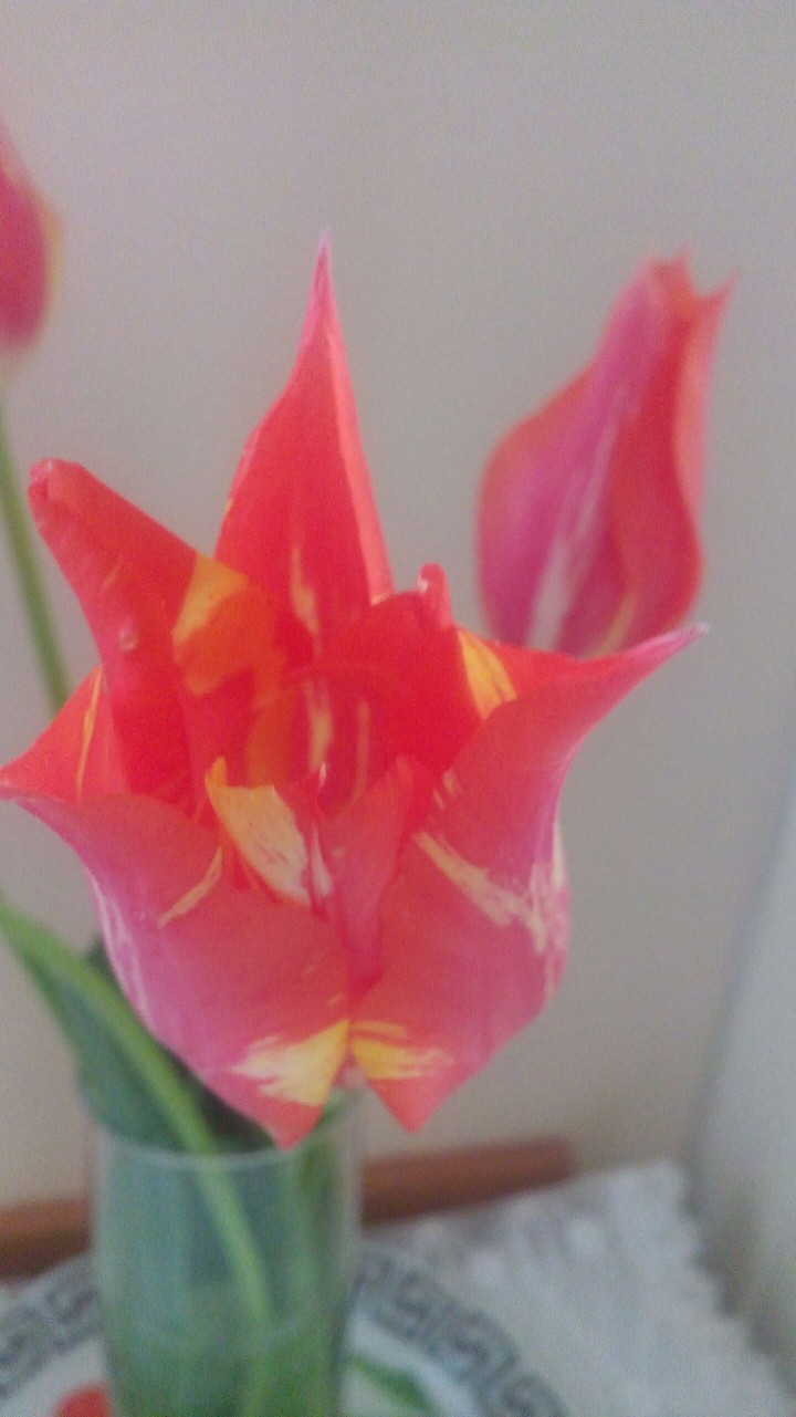 Tulip