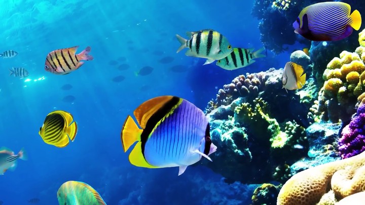 fish