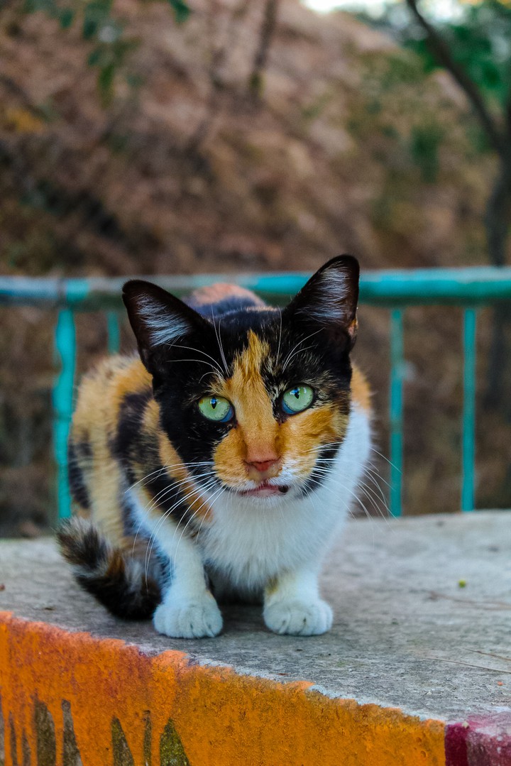 Wild cat