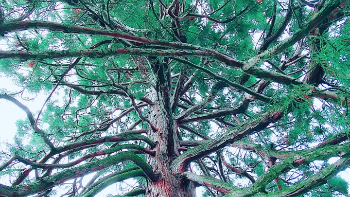 tree