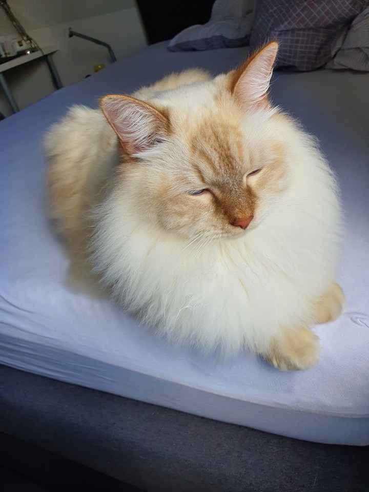Sweet Cat