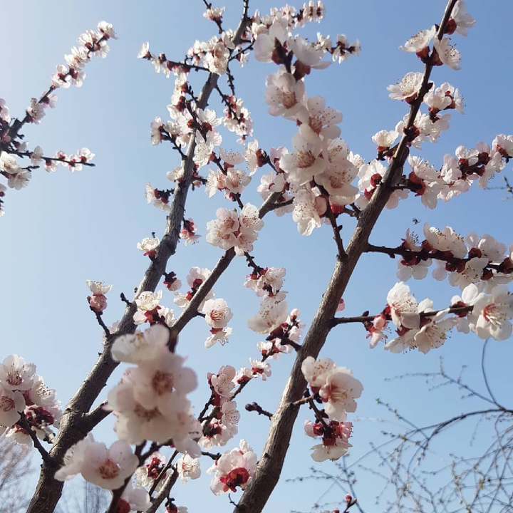 spring