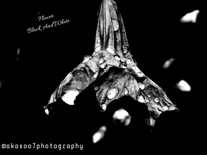 Flower & The Drops