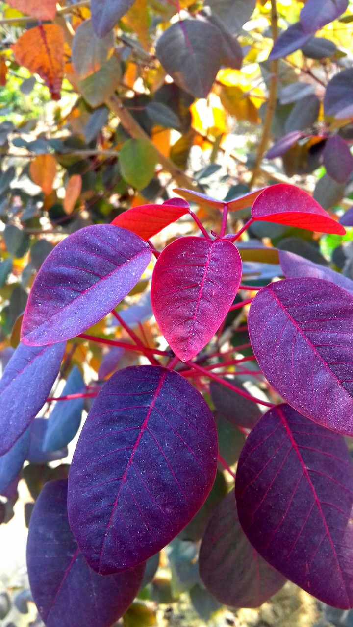 red leaves