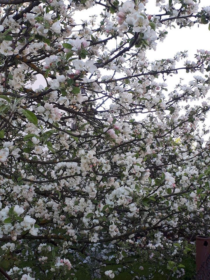Spring garden