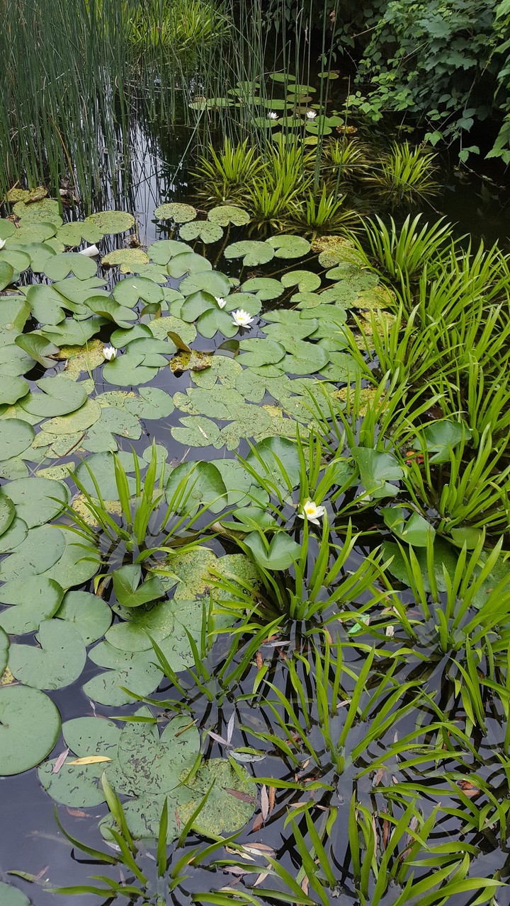 Seerosenteich