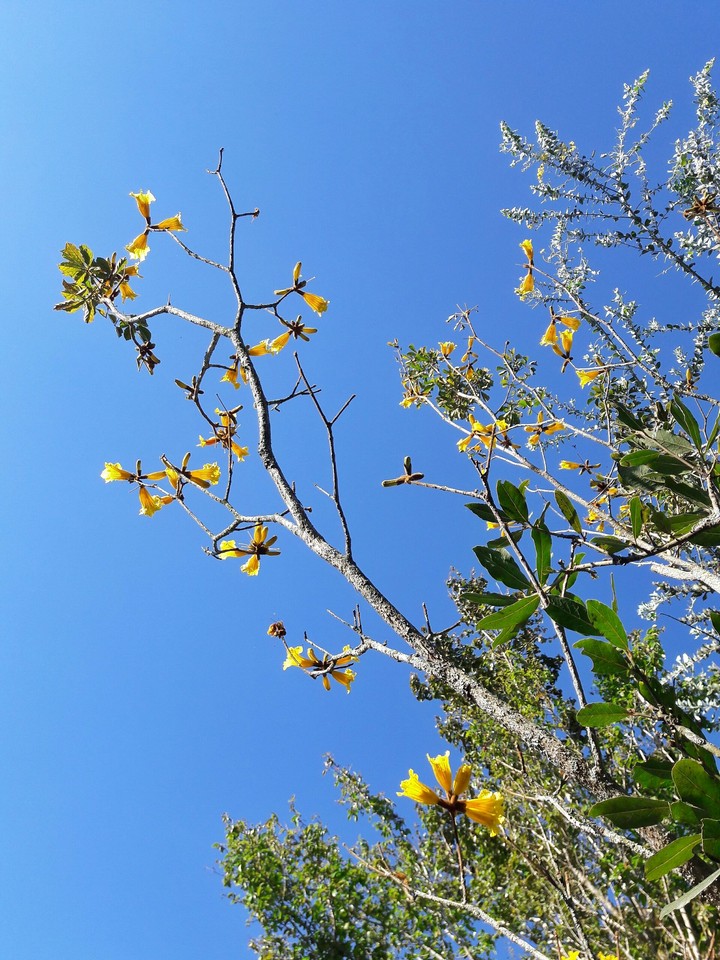 Ipê Amarelo / Yellow Ipê 