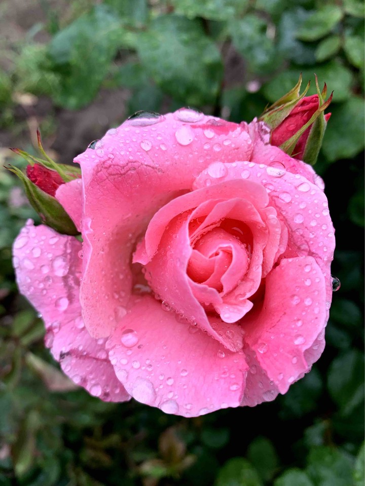 Rose with raindrops
