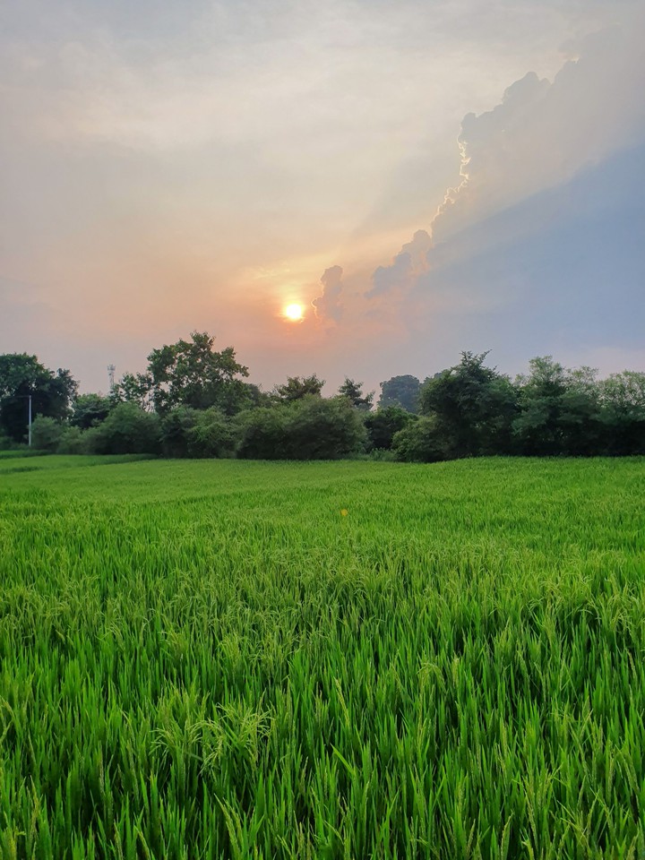 evening sunset fields