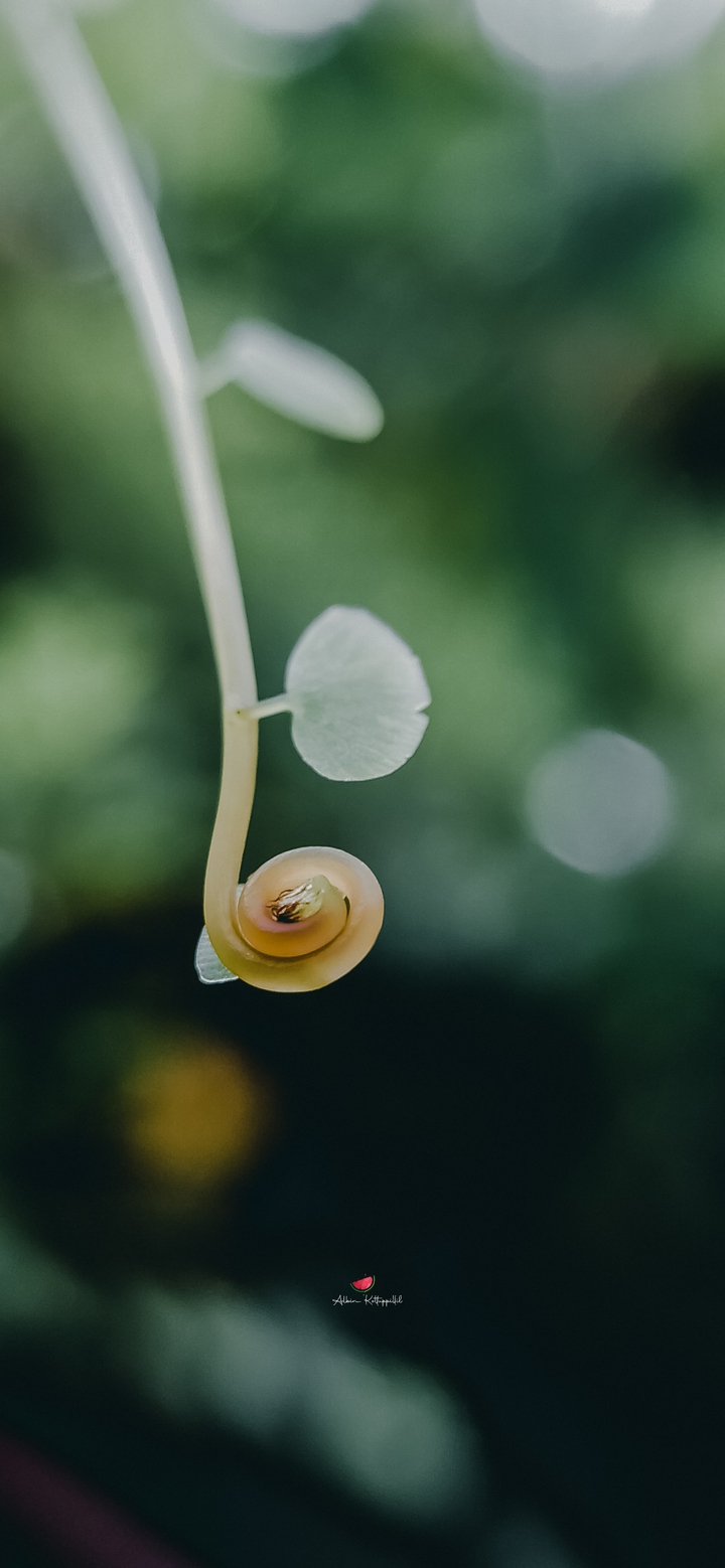 Bloom