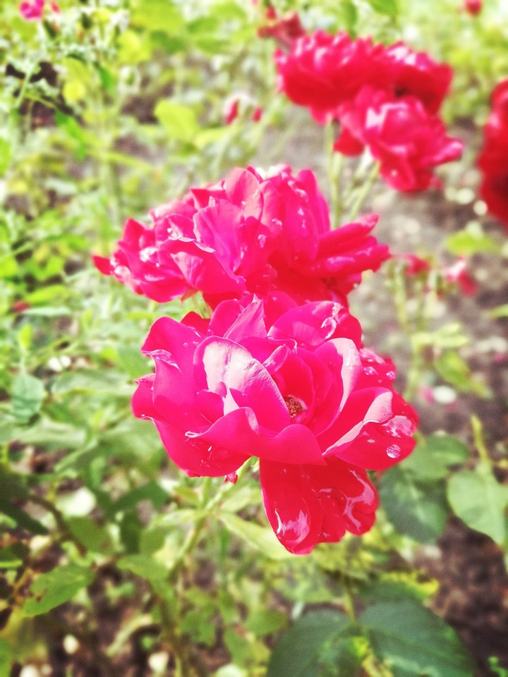 red rose