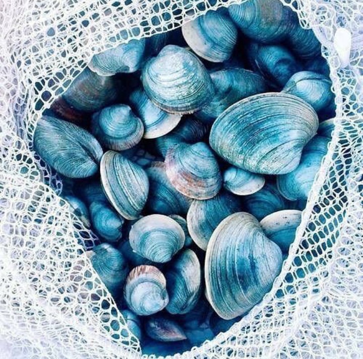 #shell #sea #blue ....