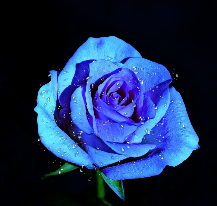 Blue Rose