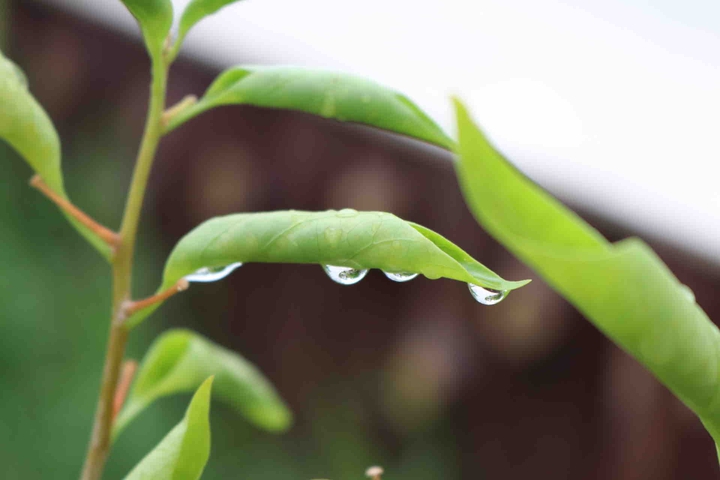 dew drops