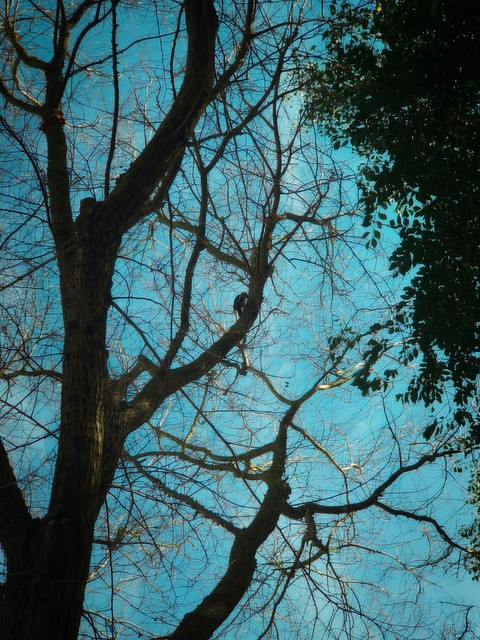 azure, deciduous वॉलपेपर