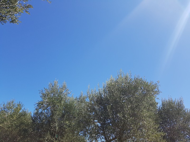 Olive Trees