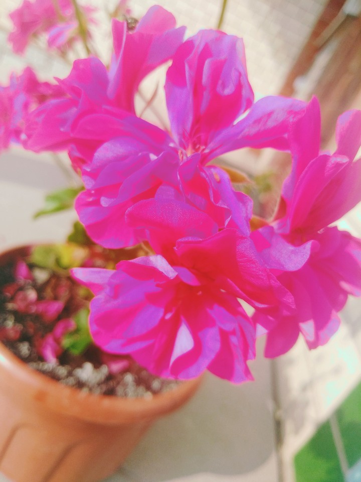 Beautifull flower