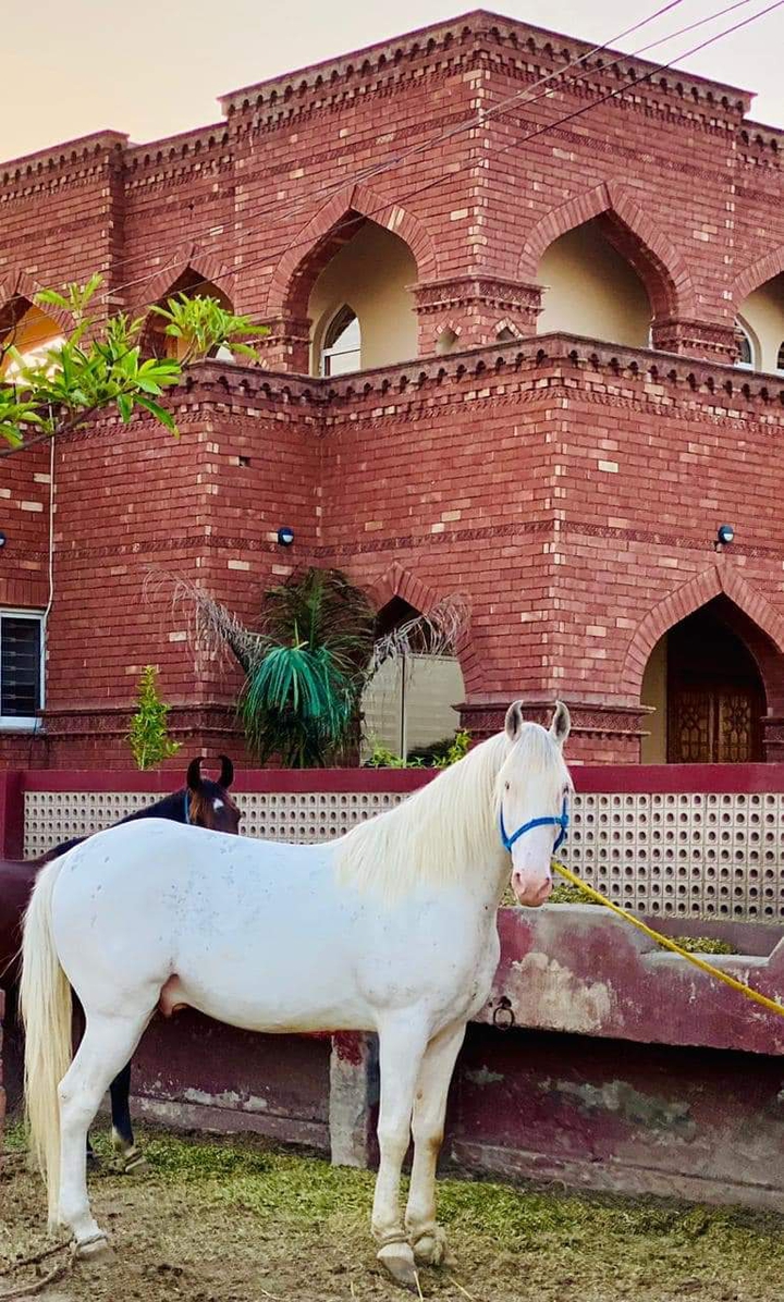 Horse